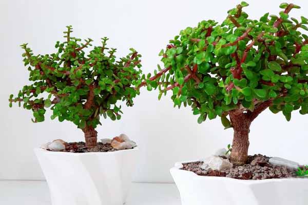 تکثیر بونسای